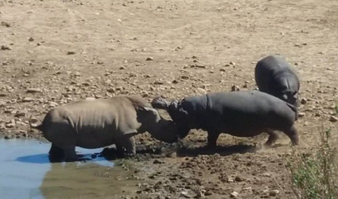 Шок-видео: эпическая битва бегемота с носорогом! (5 фото + 1 видео)