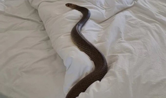 Ядовитые змеи залезают в постели к австралийцам (3 фото)