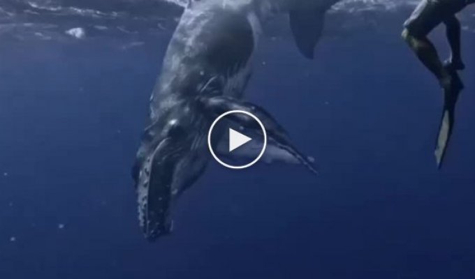 Future dream: swim with whales