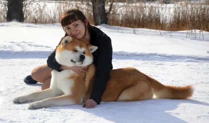 Akita Inu: a victim of the film Hachiko (9 photos)