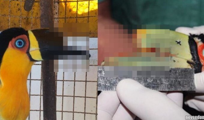 Тукану, ставшему жертвой жестокого обращения, сделали протез клюва (2 фото + 1 видео)