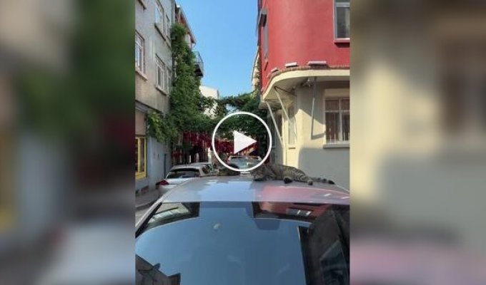 Коты Стамбула