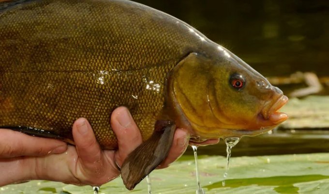 Tench: About the Special Healing Mucus of This Fish (5 photos)