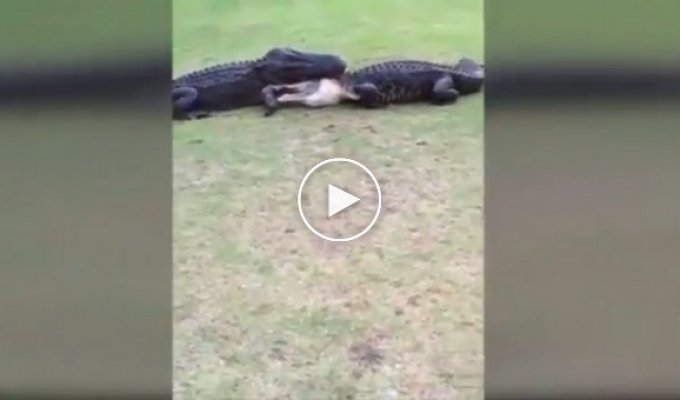 Во Флориде бой двух аллигаторов помешал игре в гольф