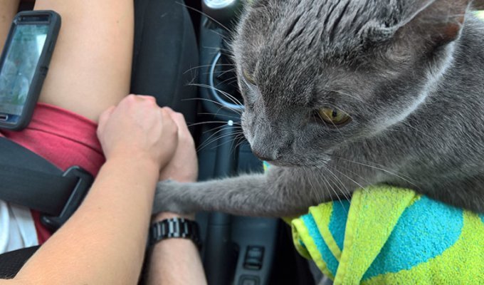 Умирающий кот держал за руку своих владельцев во время своего последнего путешествия (6 фото)