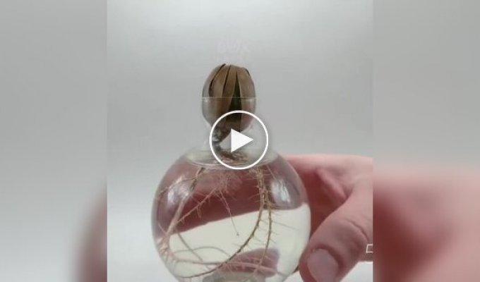 How an acorn turns into a small tree