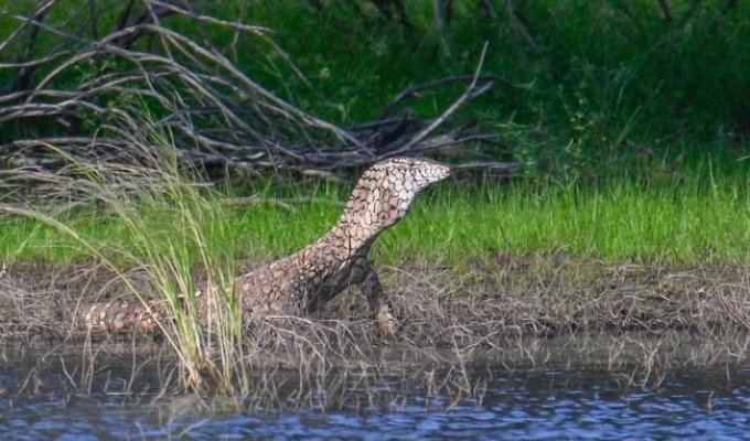 Перенті: варан-переросток вбиває хвостом, отрутою та швидкістю (8 фото)