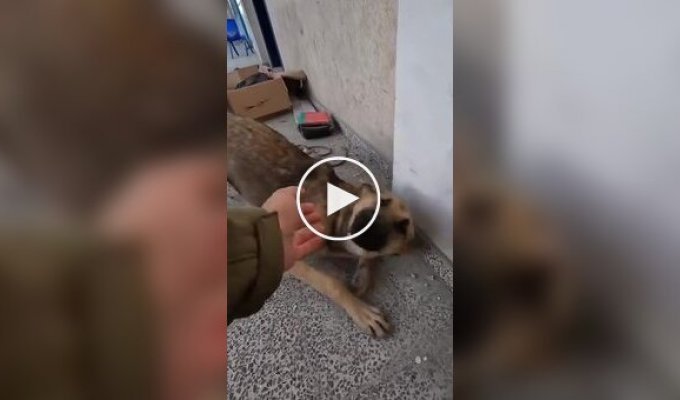 Солдат ЦАХАЛ встретил собачку в секторе Газа и привез ее домой