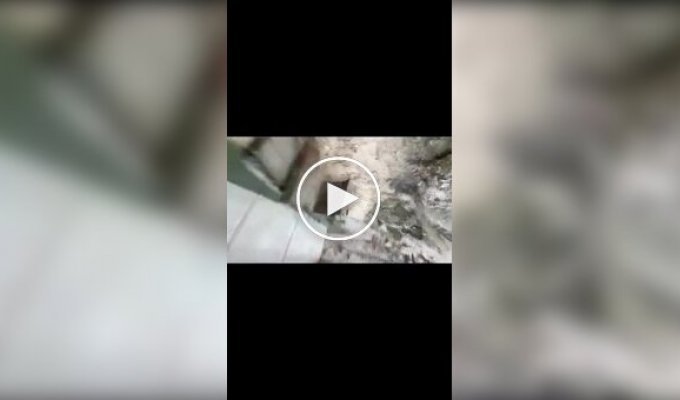 Девушка случайно уронила телефон в вольер с бабуинами