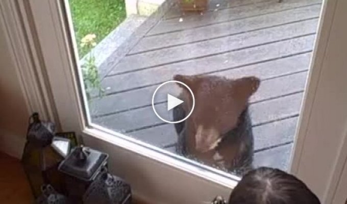 Медведь пришел в гости к коту