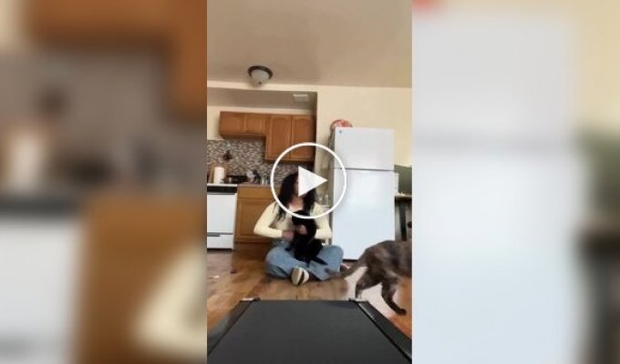 Тренировка кота на беговой дорожке