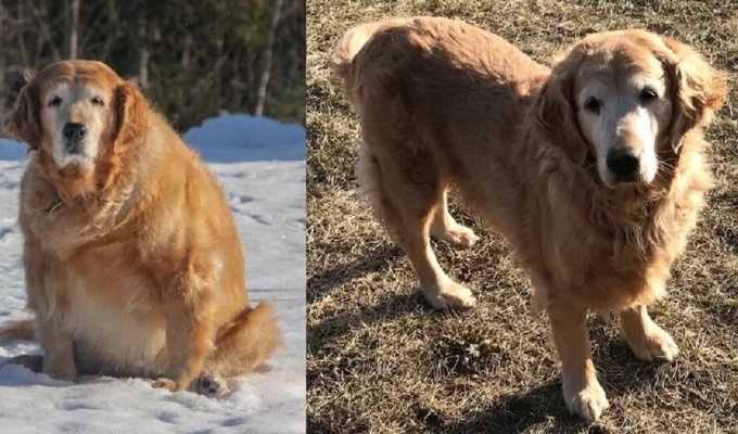 50 dogs who managed to lose extra pounds (50 photos)