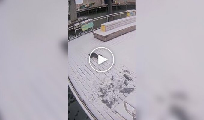 Выдры радуются зиме и снегу