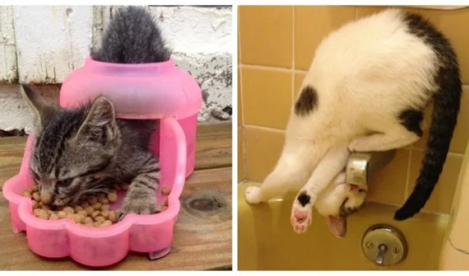 20 алогичных решений, которые способны принять только котики (21 фото)