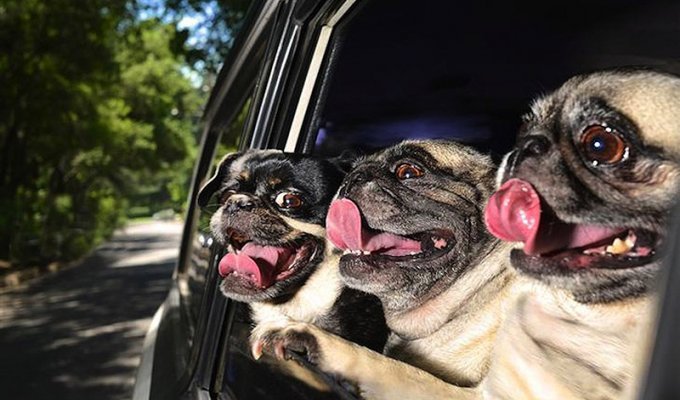 Собаки в машинах (11 фото)