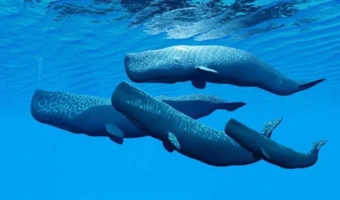 How Sperm Whales Communicate with Each Other (6 photos + 1 video)