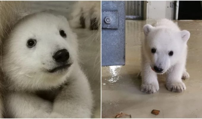 Просто чудо: в немецком зоопарке родился белый медвежонок (6 фото + 1 видео)