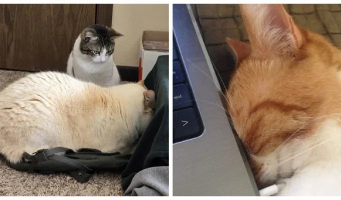 35+ прелестных сплюшек в позе «мордой в подушку» и не только (36 фото)