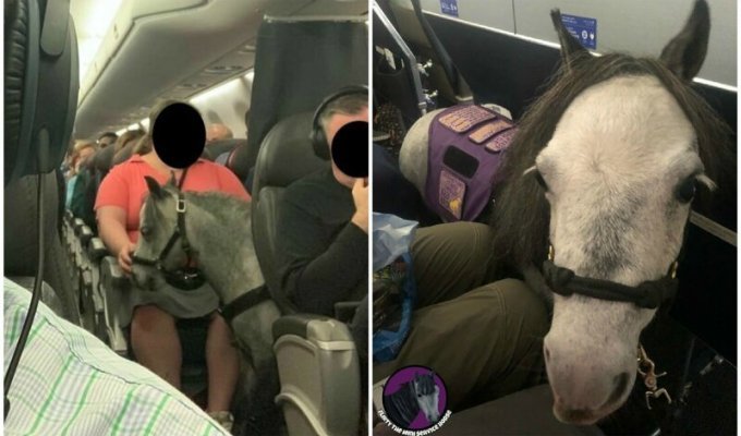 В салоне пассажирского самолета прокатилась лошадь (5 фото)