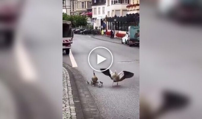 Goose didn’t let his family be offended