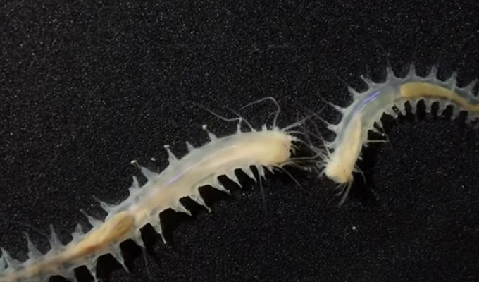 Ученые открыли вид морского червя, который может кричать как "кит"