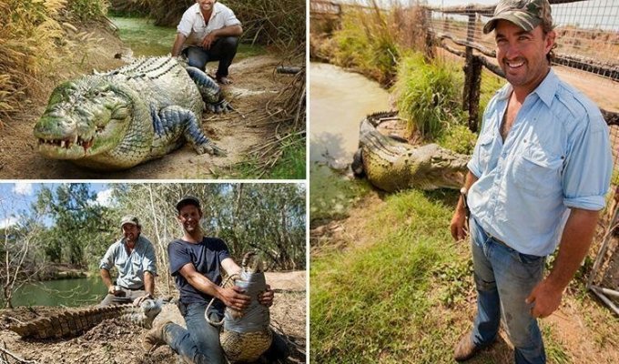 В Австралии поймали крокодила, который нападал на коров (4 фото)