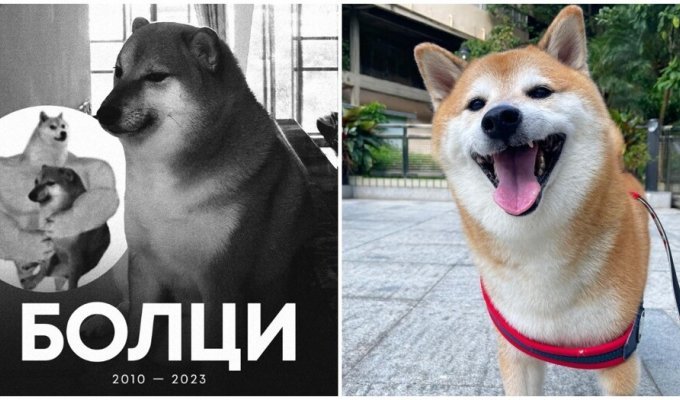 Famous meme dog Chims died in Hong Kong (8 photos)