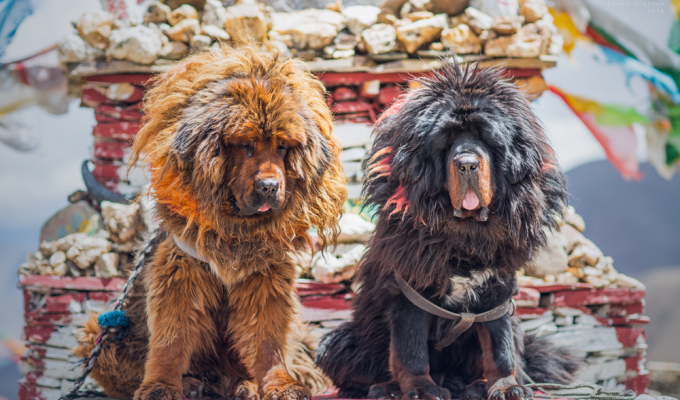 Tibetan Mastiff: are they really so gigantic, or is it all a marketing gimmick (8 photos)