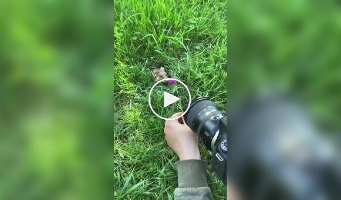 Как правильно фотографировать хомяка на природе
