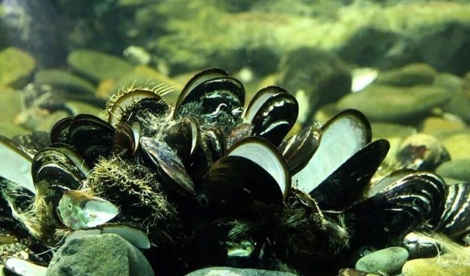 Незвичайні властивості смачних молюсків: як устриці рятують планету (5 фото)
