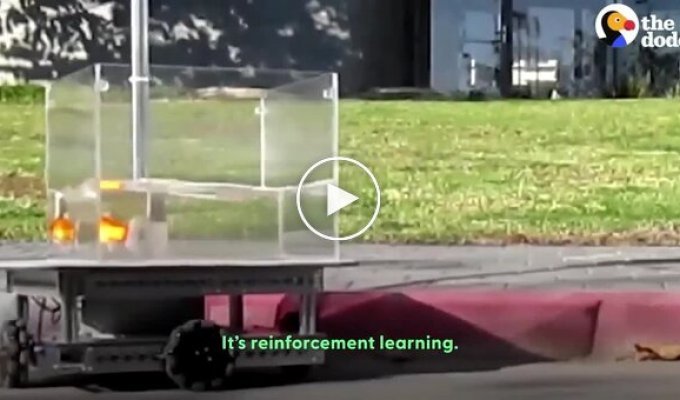 Золотых рыбок научили управлять аквариумобилем