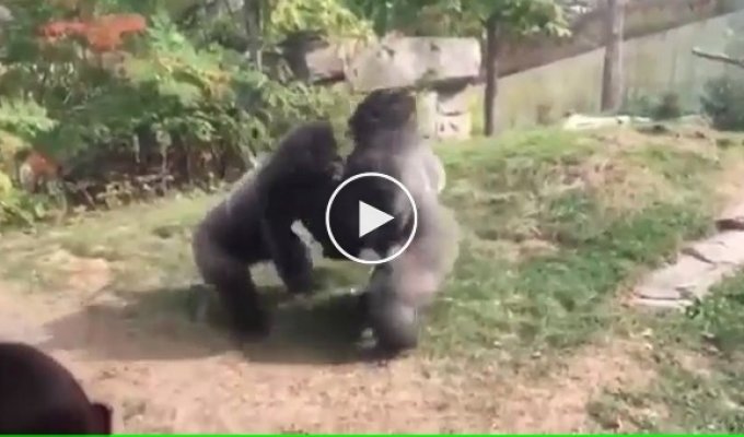 Драка горилл в зоопарке