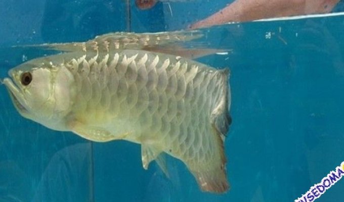  Очень необычная рыбка (5 фото)