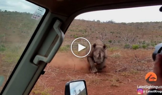 Носорог чуть не снёс машину сотрудников национального парка