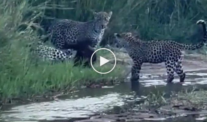 Медоед против троих голодных леопардов