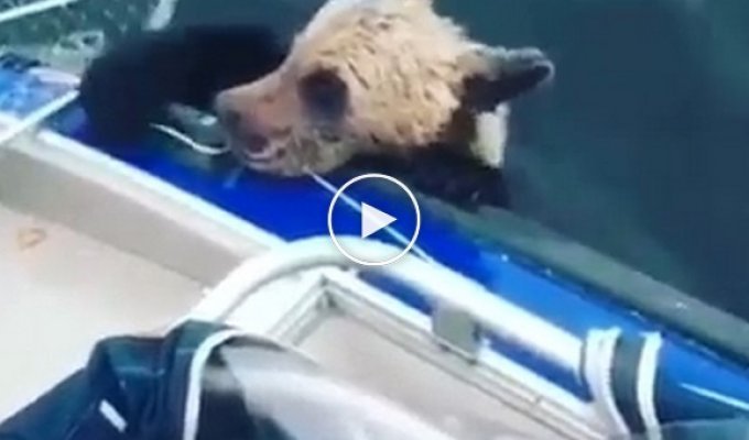 Карельские рыбаки спасли тонущего медвежонка (маты)