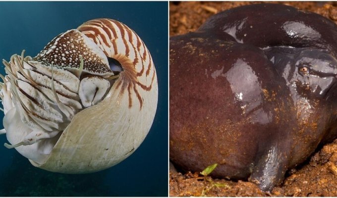 12 Creatures That Now Look Like Millions of Years Ago (13 Photos)