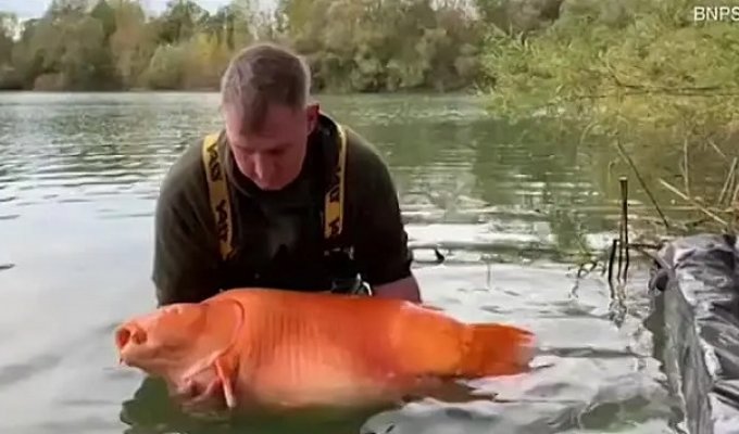 British fisherman caught one of the world's largest goldfish (3 photos)