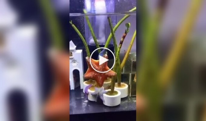 Танец морских звезд