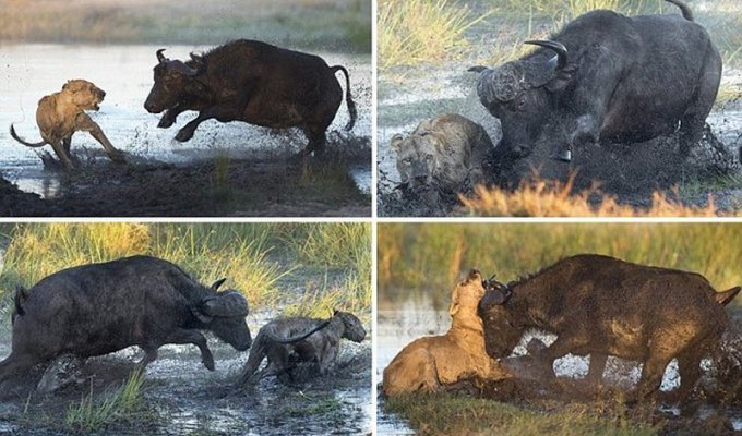 Как буйволы львам наваляли (9 фото)