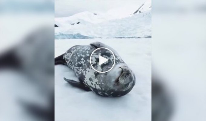 Тюлень «поет» во сне