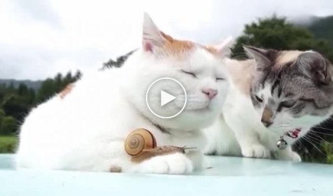 Кошка и улитка знакомятся друг с другом