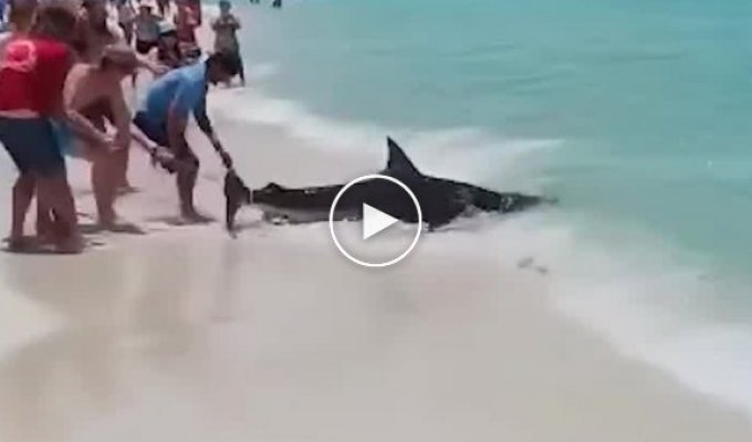 В США мужики поймали акулу и решили на ней покататься