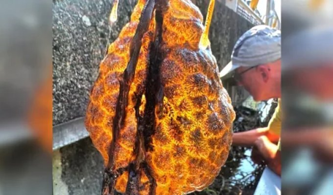 Рибалки витягли дивовижний помаранчевий мішок, який світився зсередини (4 фото)