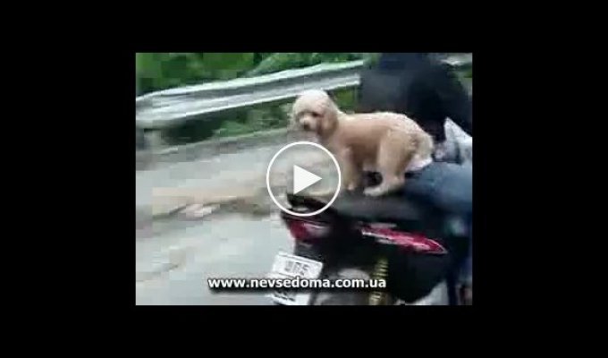 Собака-циркач на мотоцикле