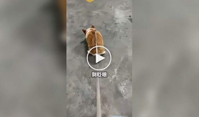 Опытный собачник