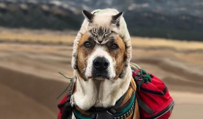 Кот и пес путешествуют вместе со своими хозяевами по Колорадо (21 фото)