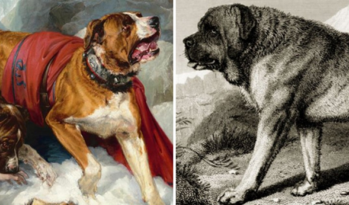 A selection of extinct dog breeds that will never come back (15 photos)