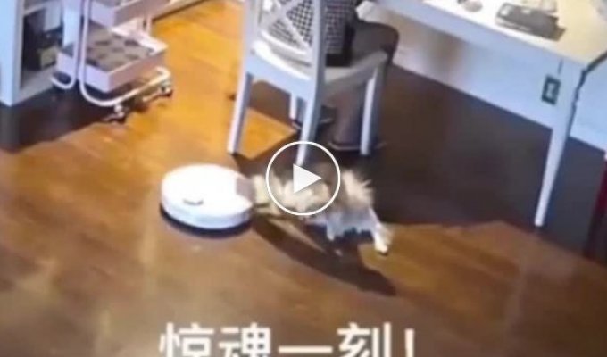 Как коты и собаки реагируют на роботы-пылесосы