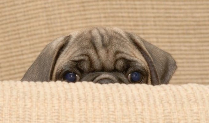  Мопс - очередная грустная собачка (11 фото)